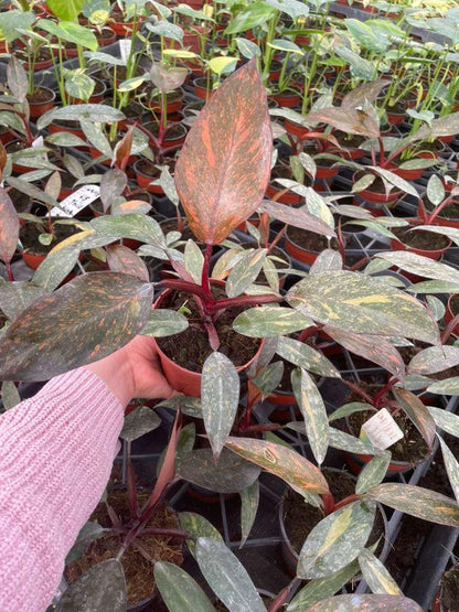 4" Pot Philodendron Sunspot – Rare Tropical Houseplant, Bright Green and Yellow Variegated Foliage, Indoor Plant for Home & Office