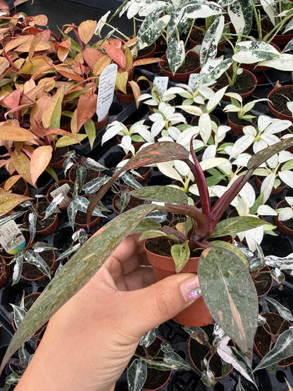 4" Pot Philodendron Sunspot – Rare Tropical Houseplant, Bright Green and Yellow Variegated Foliage, Indoor Plant for Home & Office