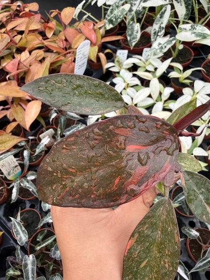 4" Pot Philodendron Sunspot – Rare Tropical Houseplant, Bright Green and Yellow Variegated Foliage, Indoor Plant for Home & Office