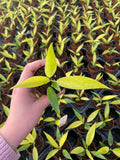 2" Pot Philodendron Calkins Gold – Rare Tropical Houseplant, Golden Variegated Foliage, Indoor Plant