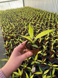 2" Pot Philodendron Calkins Gold – Rare Tropical Houseplant, Golden Variegated Foliage, Indoor Plant