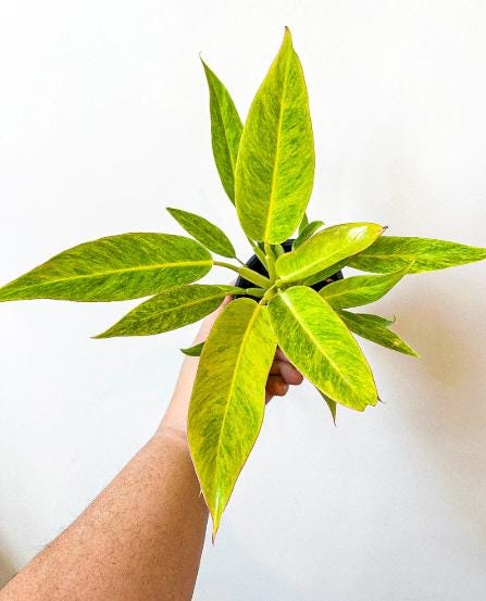 2" Pot Philodendron Calkins Gold – Rare Tropical Houseplant, Golden Variegated Foliage, Indoor Plant