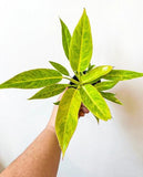 2" Pot Philodendron Calkins Gold – Rare Tropical Houseplant, Golden Variegated Foliage, Indoor Plant