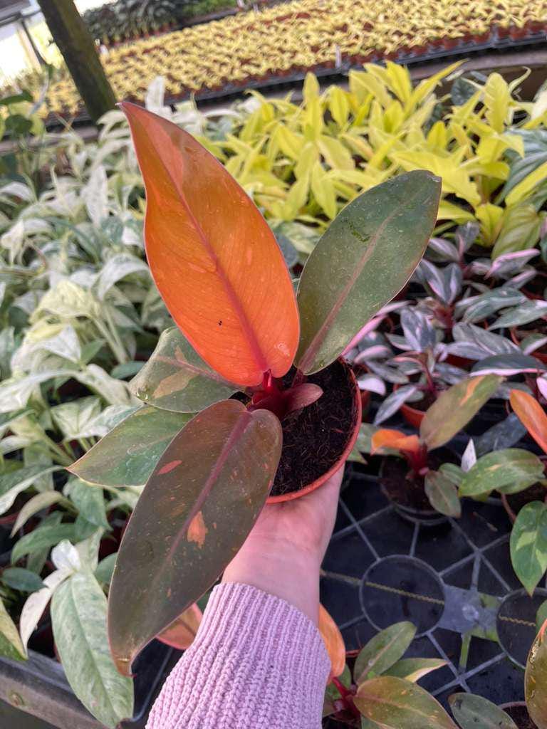 4" Philodendron Prince of Orange Variegated – Rare Tropical Houseplant, Colorful Foliage, Indoor Plant