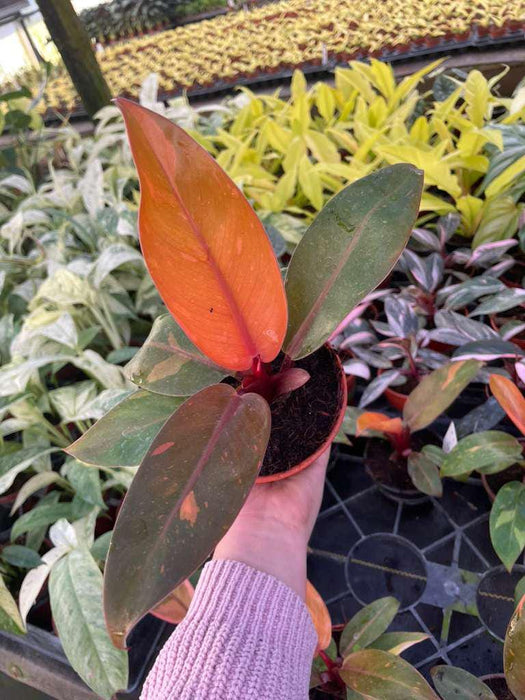 philodendron colorful 4" Philodendron Prince of Orange Variegated – Rare Tropical Houseplant – Coollective Plants