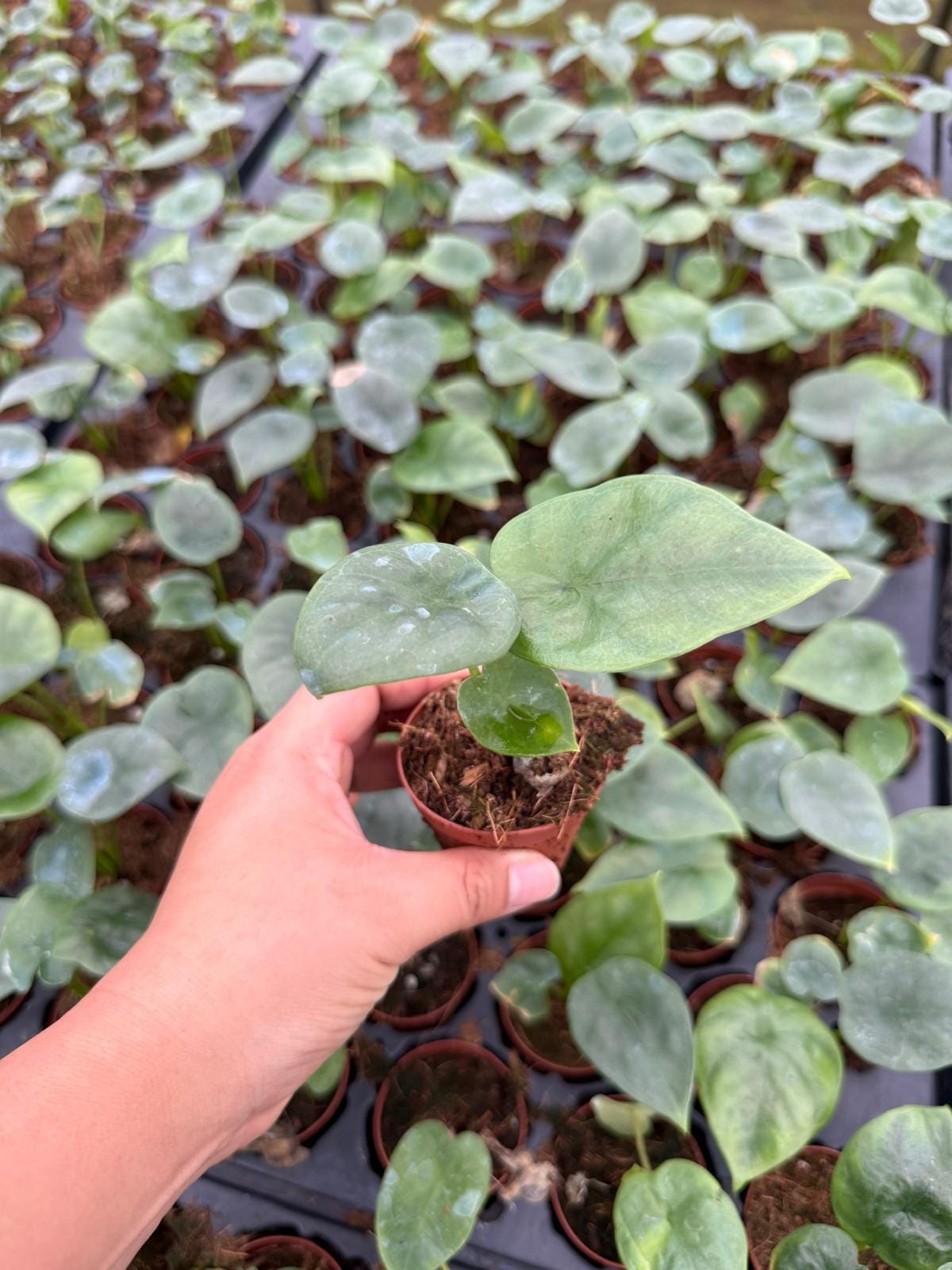 Alocasia Likiwan (Rare Plant) – Live Indoor Houseplant – Easy Care Tropical Starter Plant, Beginner Friendly Decorative Foliage
