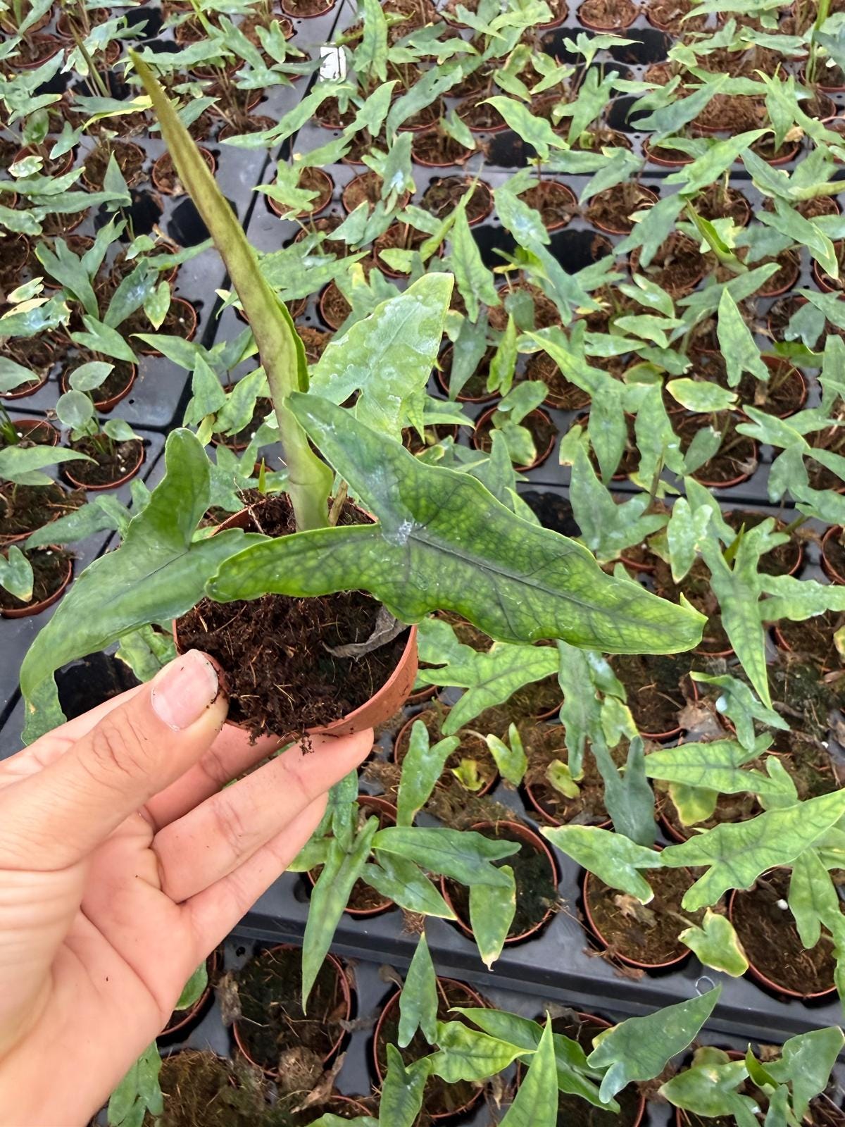 2" Pot Alocasia Sabrina (Rare Plant) – Live Tropical Houseplant – Exotic Indoor Aroid – Collector Plant – Decorative Foliage