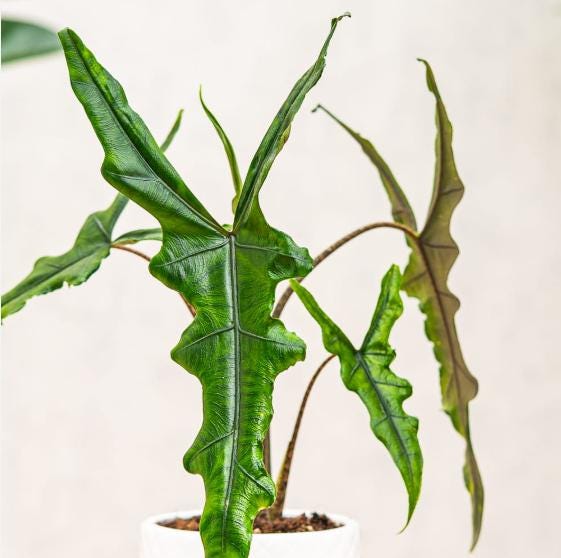 2" Pot Alocasia Sabrina (Rare Plant) – Live Tropical Houseplant – Exotic Indoor Aroid – Collector Plant – Decorative Foliage