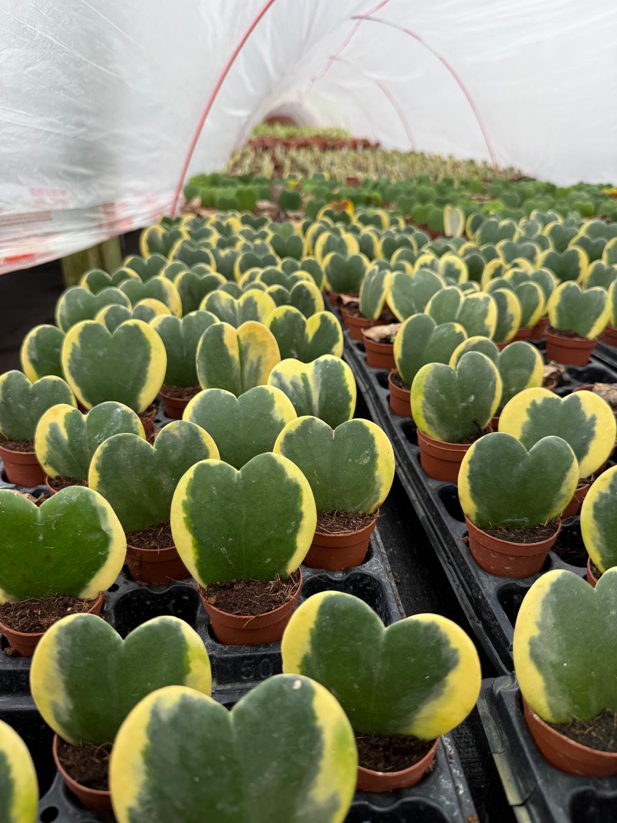 2" Pot Hoya Kerrii Variegated (Heart Plant) – Rare Variegated Hoya – Live Indoor Houseplant – Sweetheart Hoya – Easy Care Plant