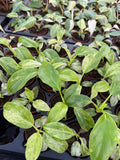 2" Pot Philodendron Giganteum Blizzard – Rare Tropical Indoor Plant | Giant Variegated Foliage
