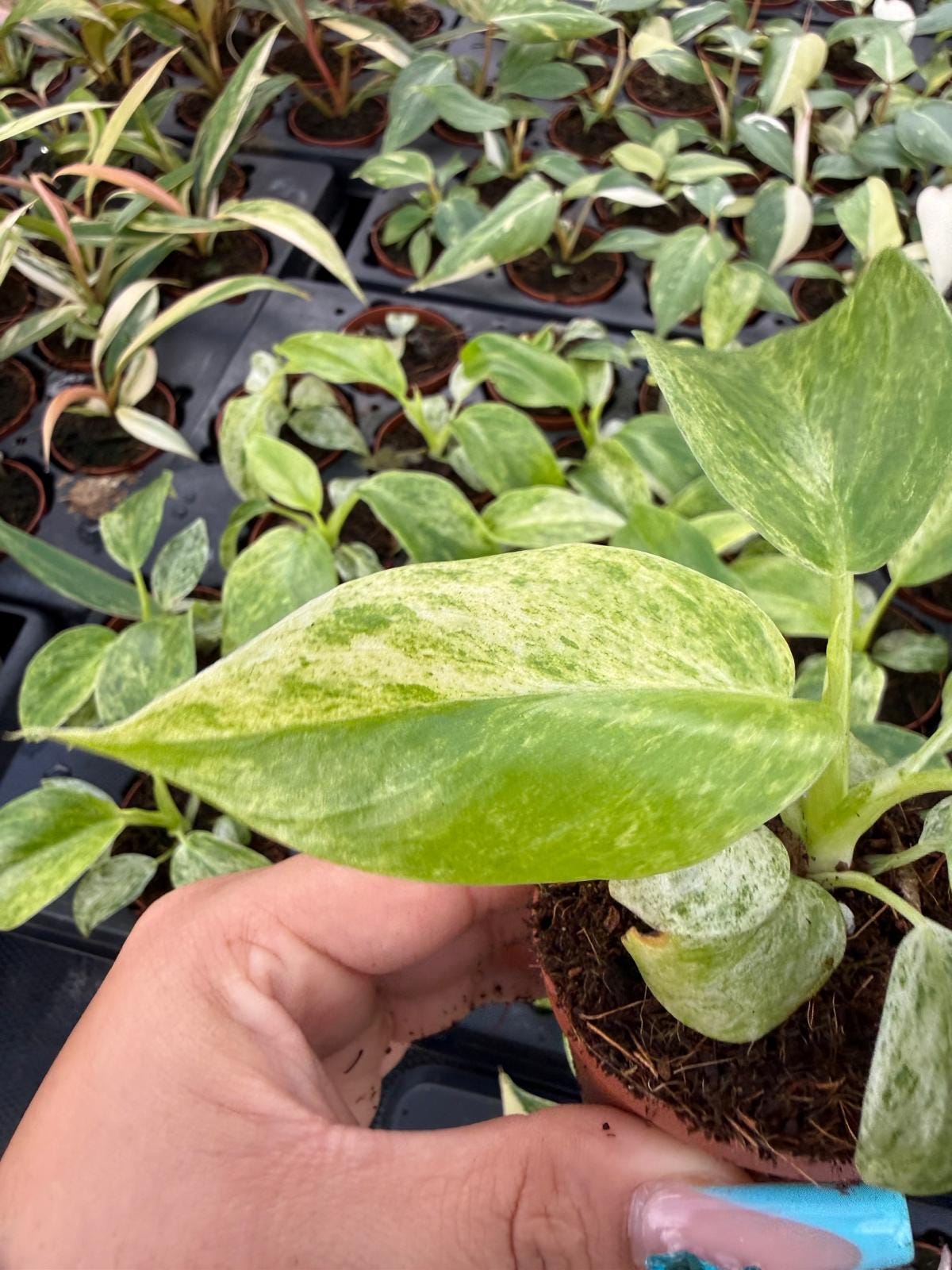 2" Pot Philodendron Giganteum Blizzard – Rare Tropical Indoor Plant | Giant Variegated Foliage