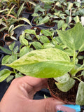 2" Pot Philodendron Giganteum Blizzard – Rare Tropical Indoor Plant | Giant Variegated Foliage