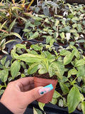 2" Pot Philodendron Giganteum Blizzard – Rare Tropical Indoor Plant | Giant Variegated Foliage