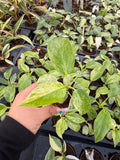 2" Pot Philodendron Giganteum Blizzard – Rare Tropical Indoor Plant | Giant Variegated Foliage