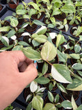 2" Pot Philodendron Gloriosum Variegated – Rare Velvet Leaf Plant | Collector Aroid