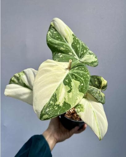 2" Pot Philodendron Gloriosum Variegated – Rare Velvet Leaf Plant | Collector Aroid
