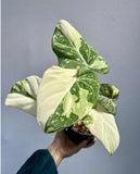 2" Pot Philodendron Gloriosum Variegated – Rare Velvet Leaf Plant | Collector Aroid