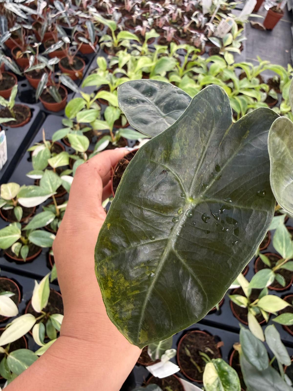 4" Pot Alocasia Sanderiana Aurea Variegated – "Exact plant" – Rare Yellow Variegated Alocasia | Exotic Collector Plant