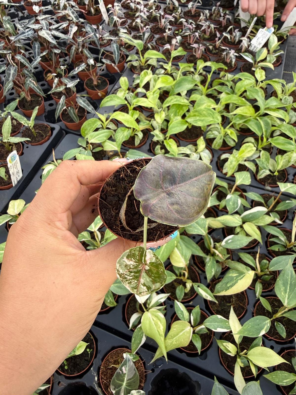 2" Pot Alocasia Azlanii Pink Variegated – Exact plant – Rare Pink Variegated Alocasia | Exotic Collector Plant