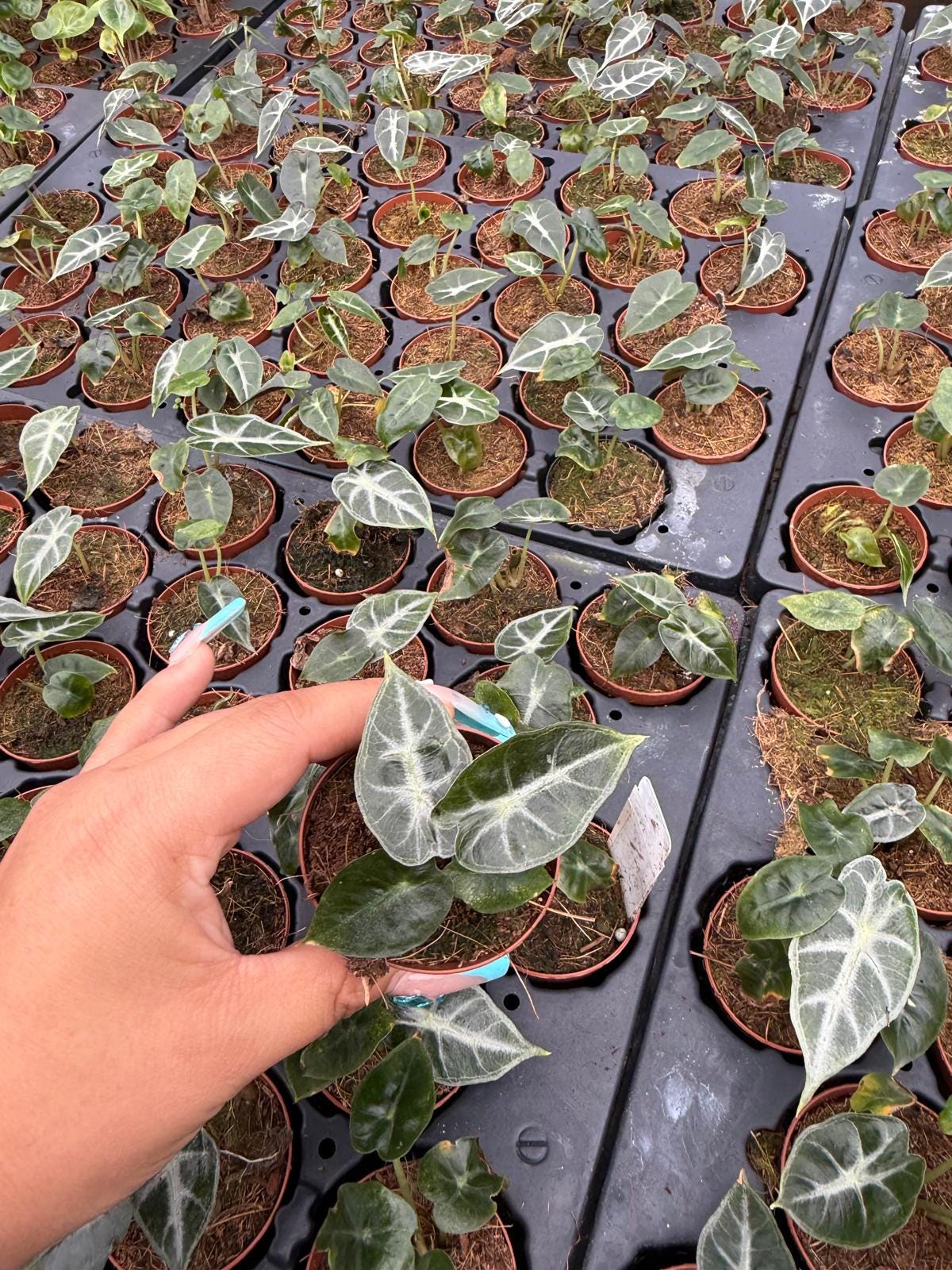 2" Pot Alocasia Parasol – Rare Tropical Indoor Plant | Broad Umbrella Leaves