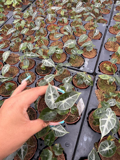 2" Pot Alocasia Parasol – Rare Tropical Indoor Plant | Broad Umbrella Leaves