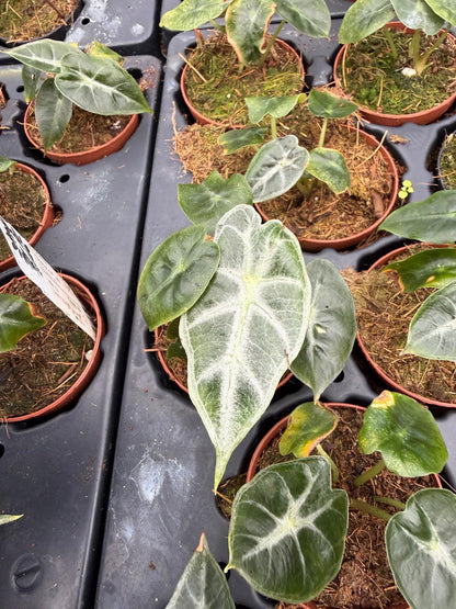 2" Pot Alocasia Parasol – Rare Tropical Indoor Plant | Broad Umbrella Leaves