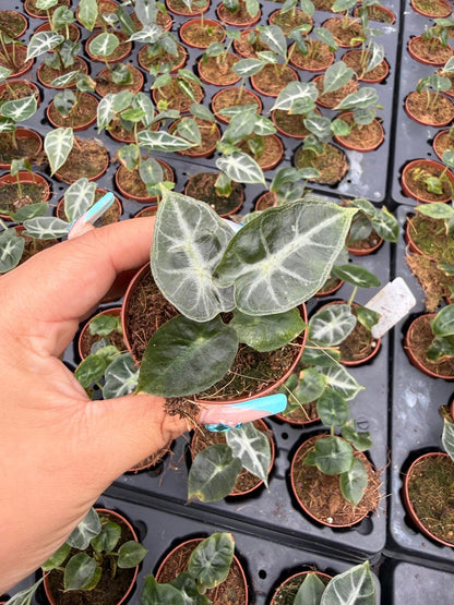 2" Pot Alocasia Parasol – Rare Tropical Indoor Plant | Broad Umbrella Leaves