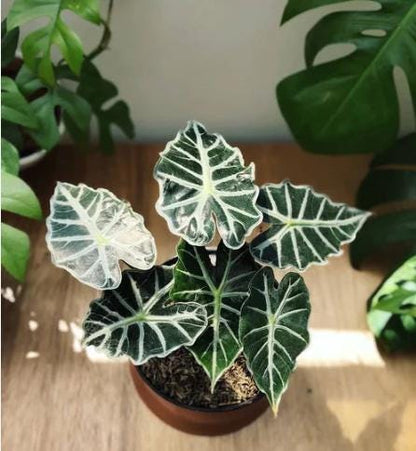 2" Pot Alocasia Parasol – Rare Tropical Indoor Plant | Broad Umbrella Leaves