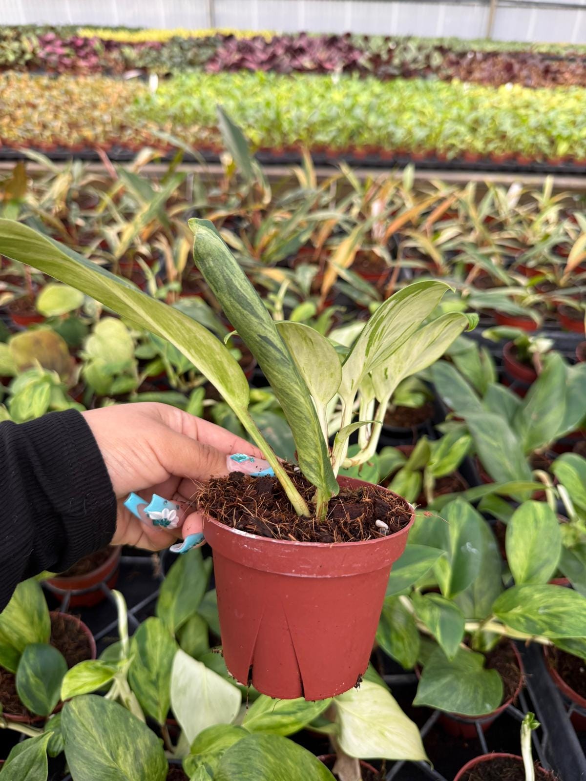 4" Pot Scindapsus Perakensis Mint Variegated | Rare Aroid Plant | Indoor Tropical Houseplant | Collector Plant