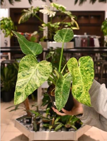 2" Pot Philodendron Giganteum Blizzard – Rare Tropical Indoor Plant | Giant Variegated Foliage