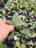 2" Pot Philodendron Gloriosum Variegated – Rare Velvet Leaf Plant | Collector Aroid