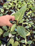 2" Pot Philodendron Gloriosum Variegated – Rare Velvet Leaf Plant | Collector Aroid