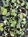 2" Pot Philodendron Gloriosum Variegated – Rare Velvet Leaf Plant | Collector Aroid