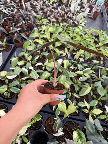 4" Pot Alocasia Sanderiana Aurea Variegated – "Exact plant" – Rare Yellow Variegated Alocasia | Exotic Collector Plant