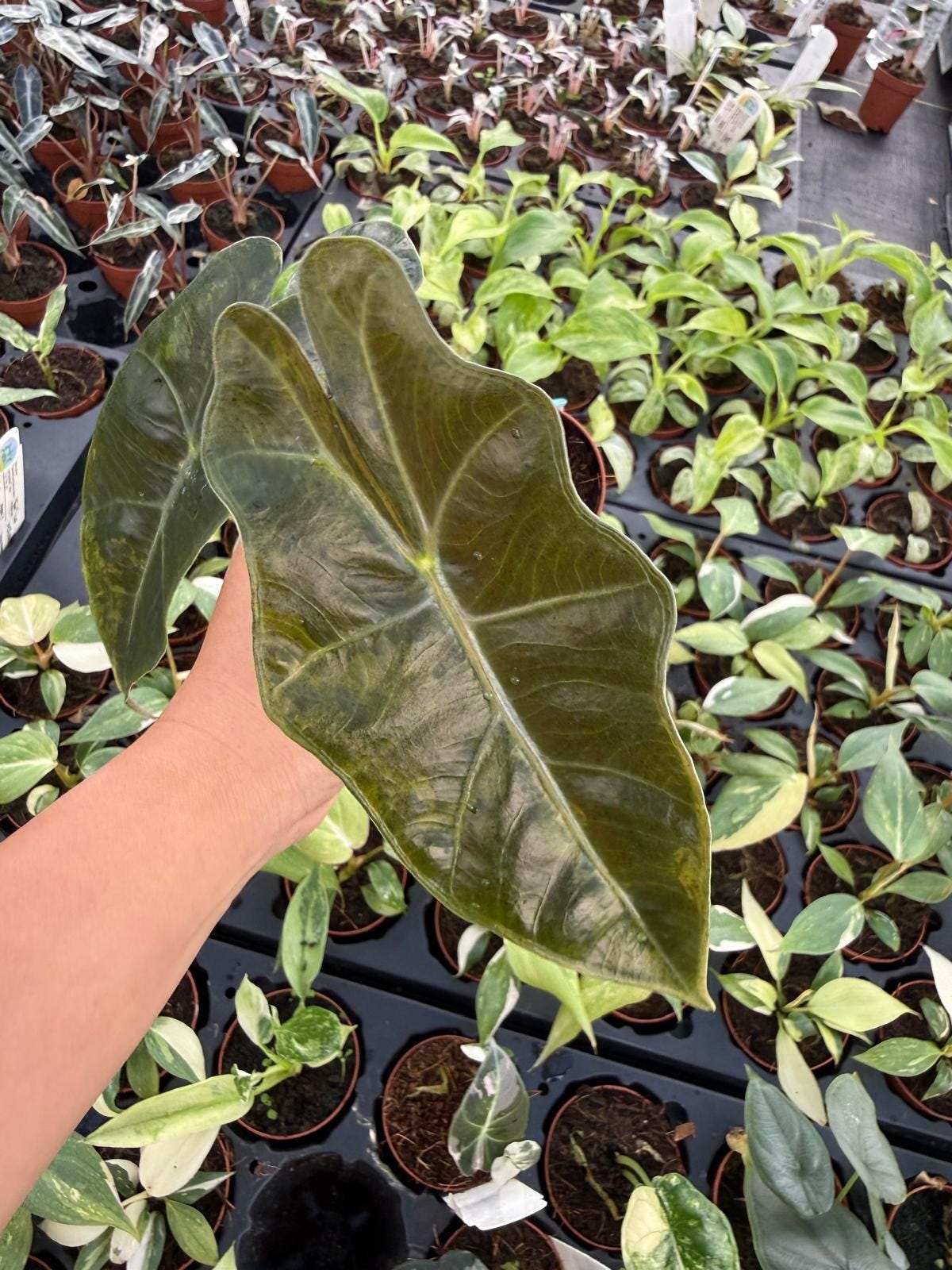 4" Pot Alocasia Sanderiana Aurea Variegated – "Exact plant" – Rare Yellow Variegated Alocasia | Exotic Collector Plant