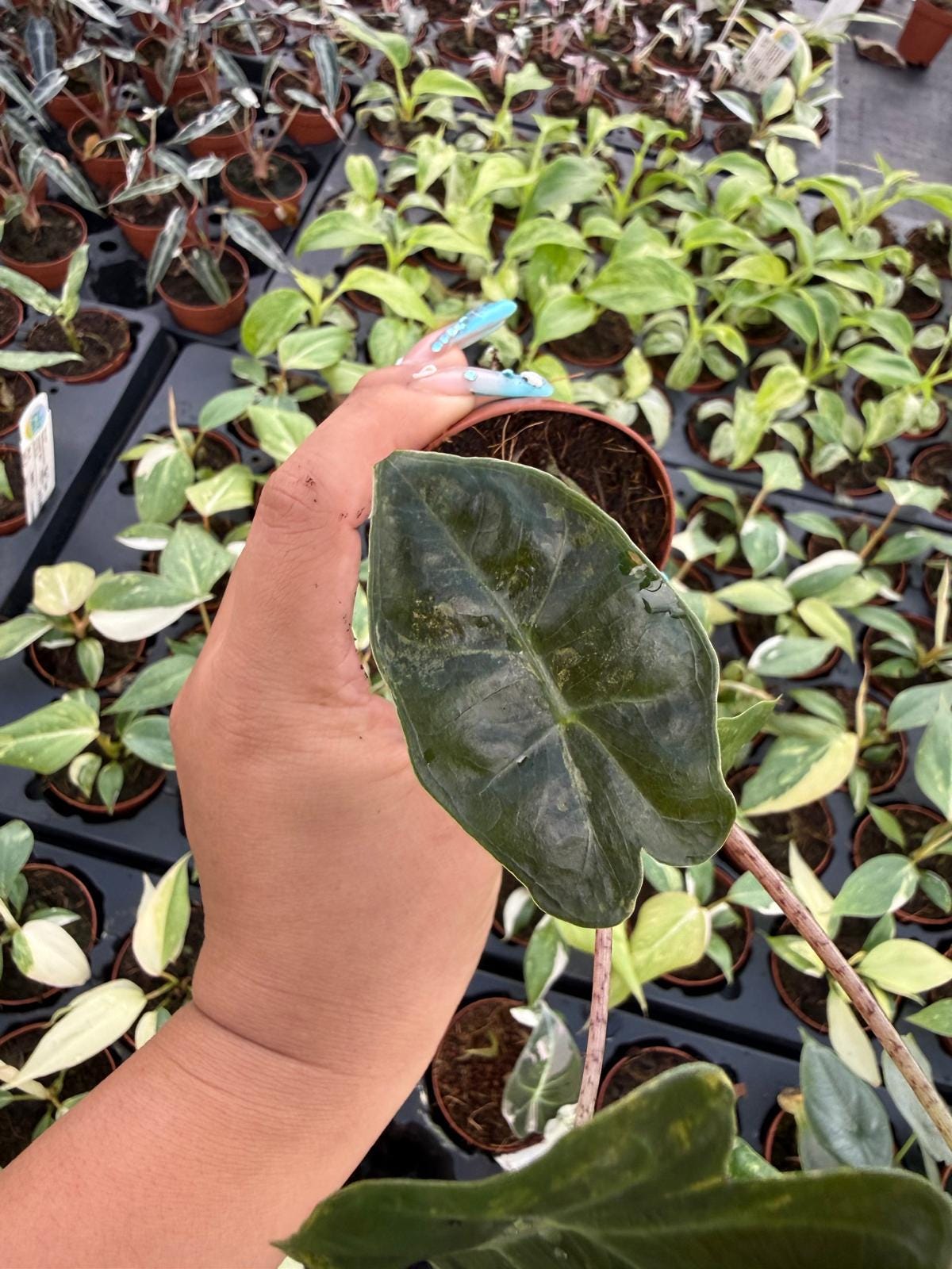 4" Pot Alocasia Sanderiana Aurea Variegated – "Exact plant" – Rare Yellow Variegated Alocasia | Exotic Collector Plant