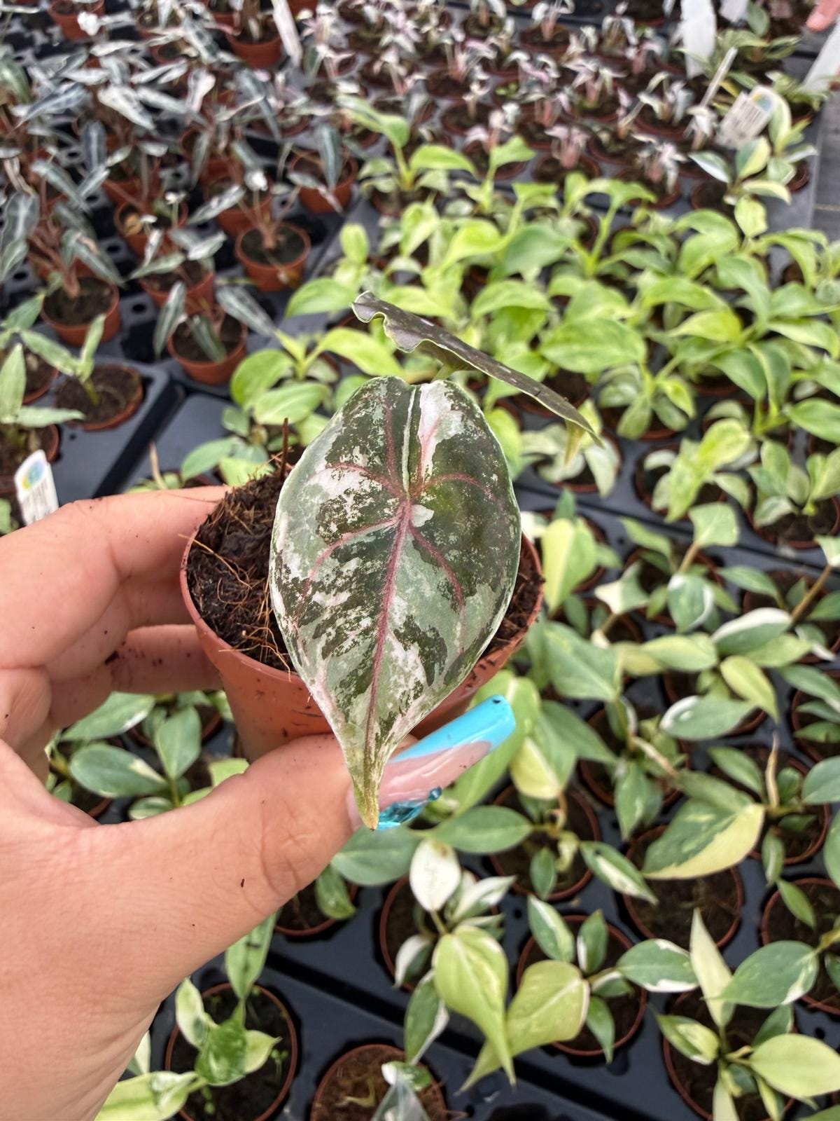 2" Pot Alocasia Azlanii Pink Variegated – Exact plant – Rare Pink Variegated Alocasia | Exotic Collector Plant