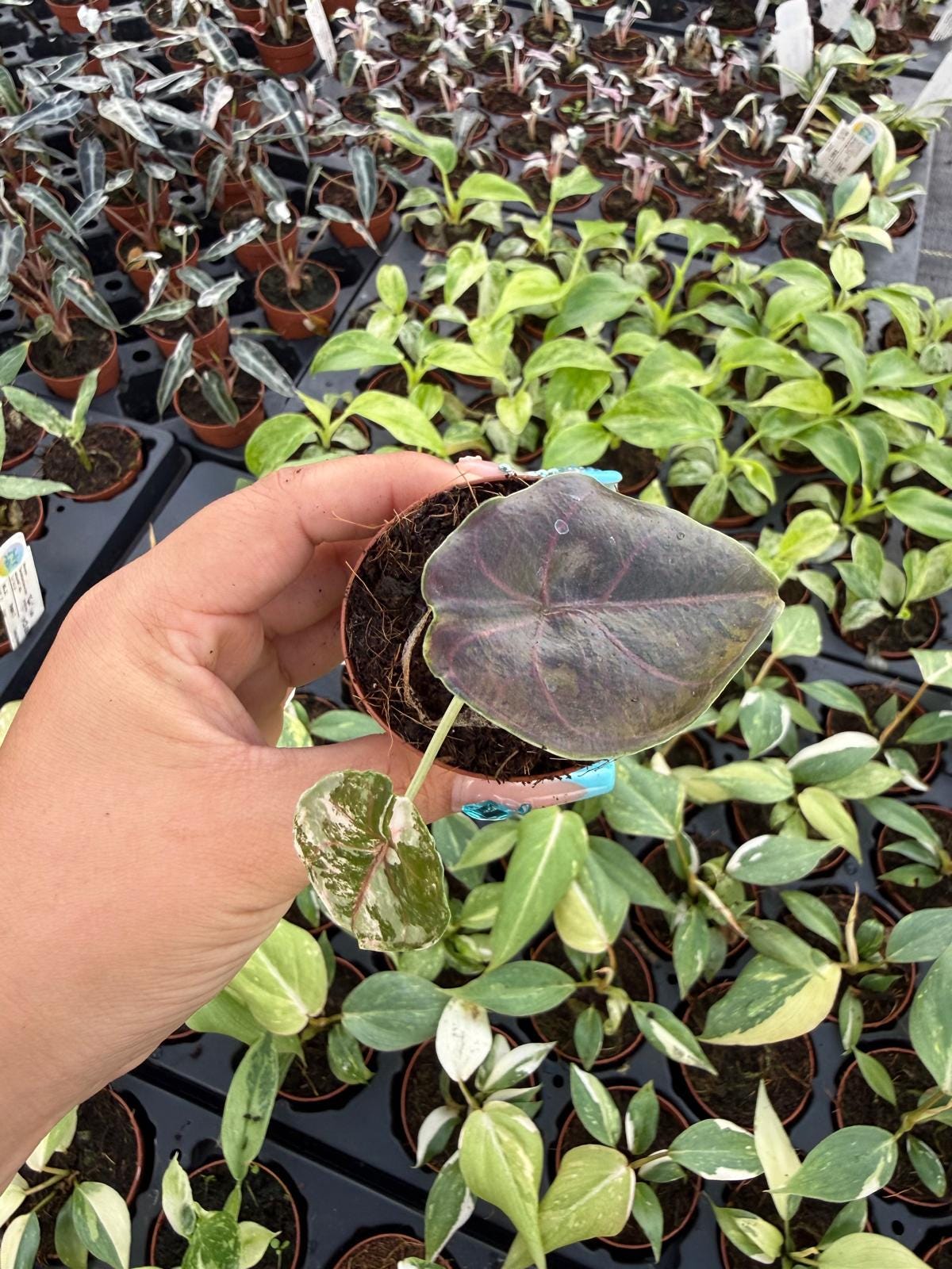 2" Pot Alocasia Azlanii Pink Variegated – Exact plant – Rare Pink Variegated Alocasia | Exotic Collector Plant