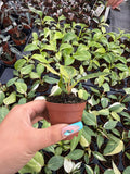 2" Philodendron White Knight Aurea – Exact plant – Rare Variegated Baby Plant | Collector Aroid
