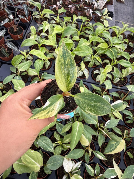 2" Philodendron White Knight Aurea – Exact plant – Rare Variegated Baby Plant | Collector Aroid