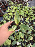 2" Philodendron White Knight Aurea – Exact plant – Rare Variegated Baby Plant | Collector Aroid