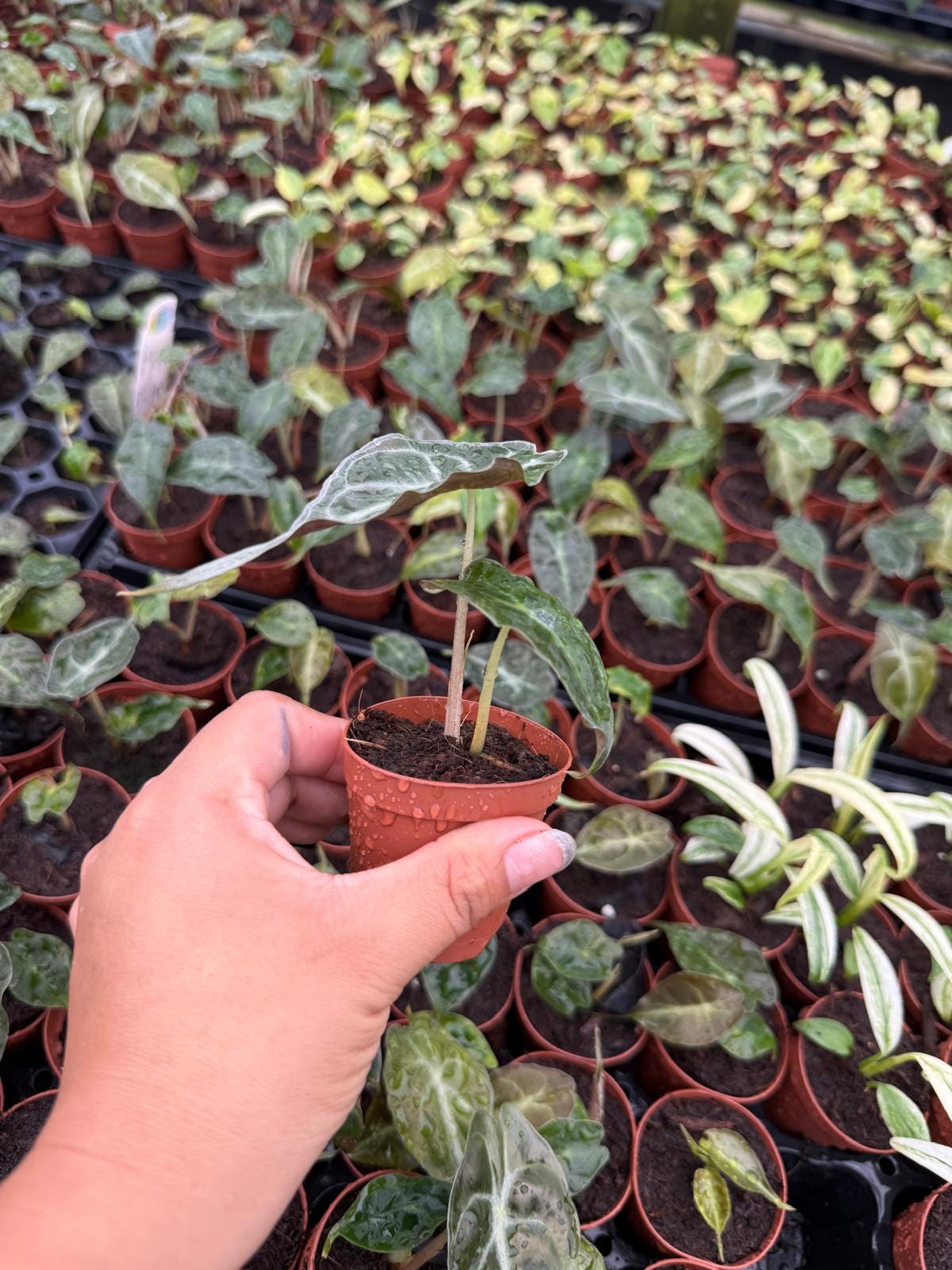 Alocasia ‘Venom’ Live Plant – Rare Tropical Elephant Ear, Bold Veined Indoor Houseplant, Collector Aroid