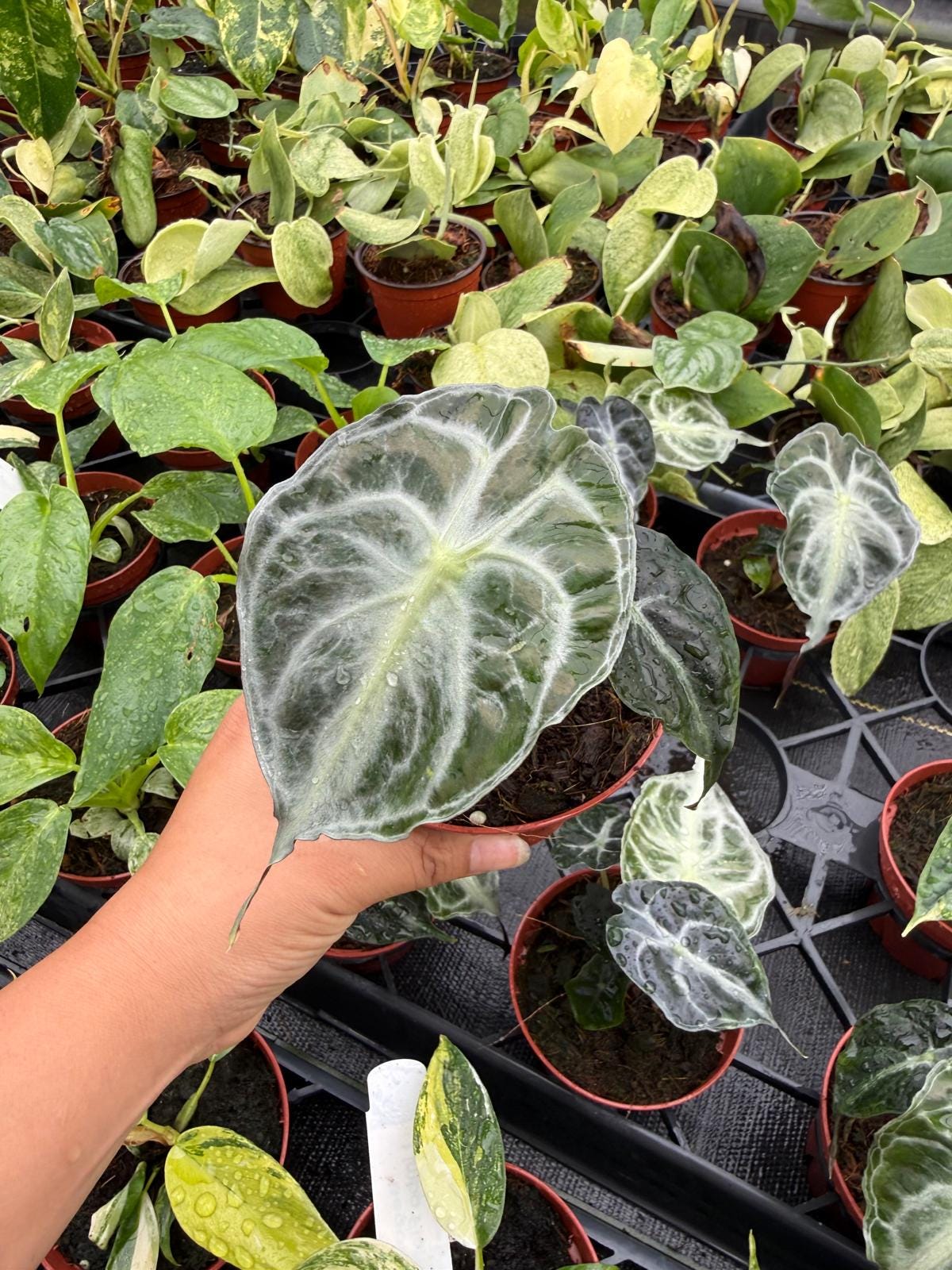 Alocasia ‘Venom’ Live Plant – Rare Tropical Elephant Ear, Bold Veined Indoor Houseplant, Collector Aroid