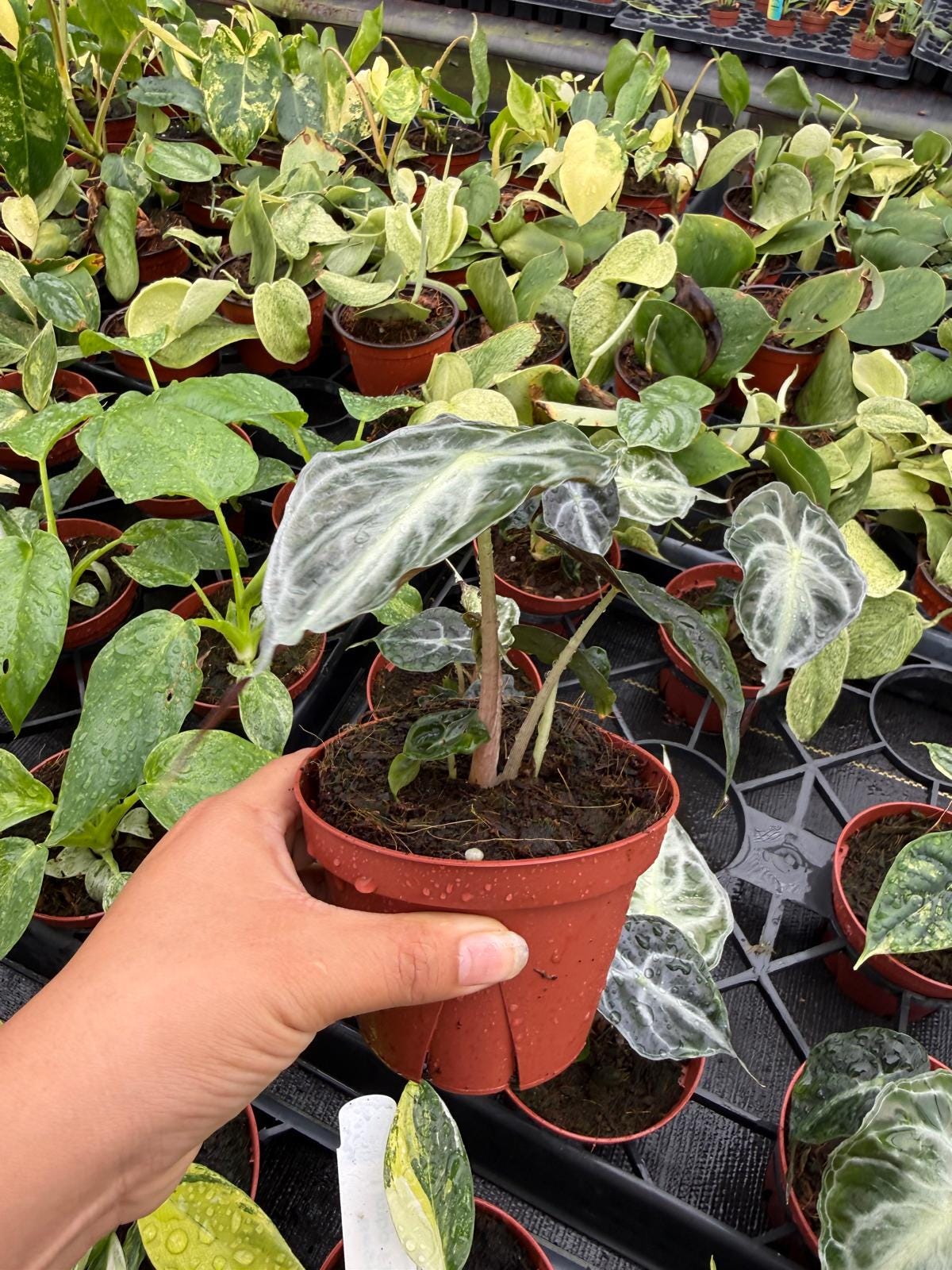 Alocasia ‘Venom’ Live Plant – Rare Tropical Elephant Ear, Bold Veined Indoor Houseplant, Collector Aroid