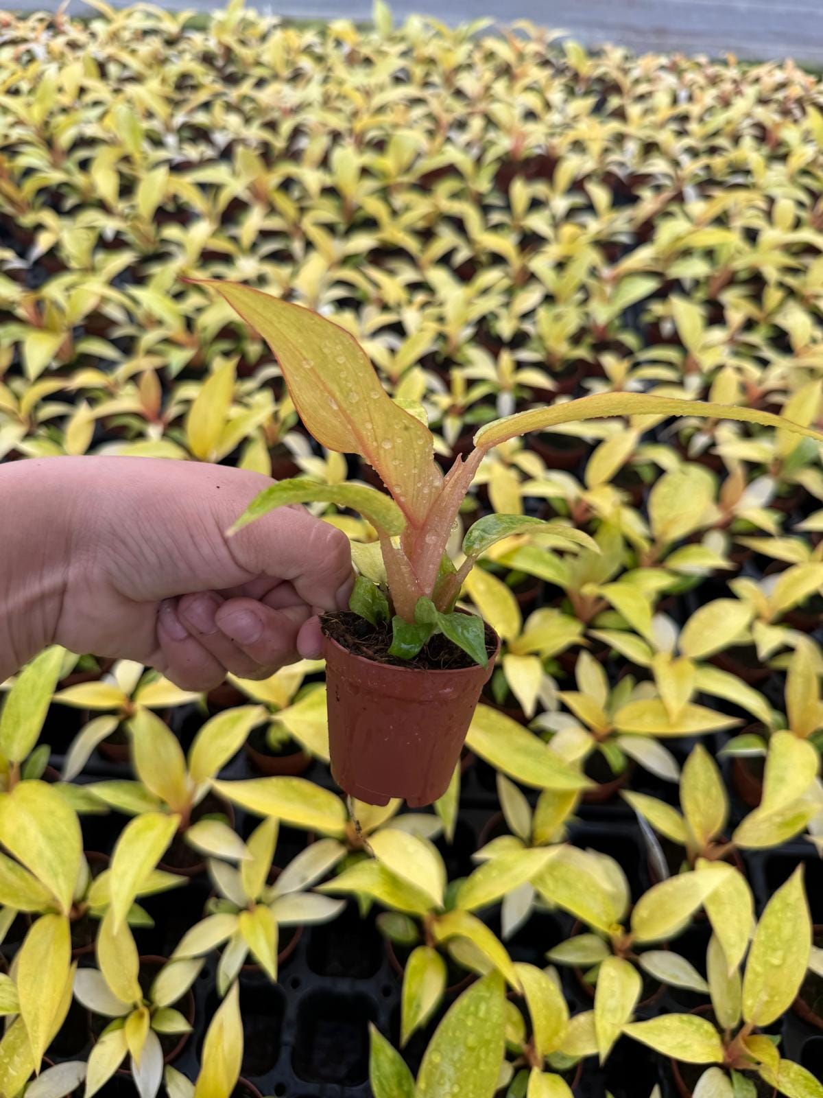 2" Pot Philodendron ‘Quad Color’ Live Plant – Rare Variegated Aroid, Colorful Indoor Climbing Philodendron, Collector Plant