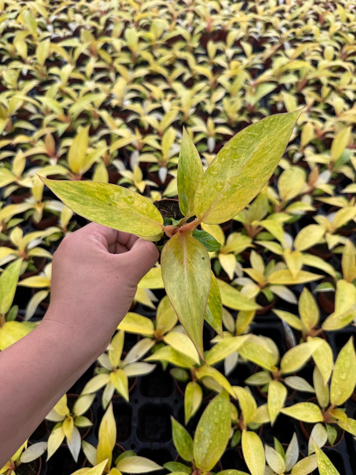 2" Pot Philodendron ‘Quad Color’ Live Plant – Rare Variegated Aroid, Colorful Indoor Climbing Philodendron, Collector Plant