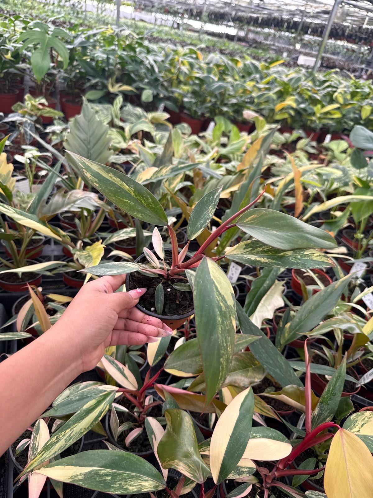 4" Pot Philodendron Strawberry Shake Plant – Rare Variegated Aroid, Tropical Collector Plant