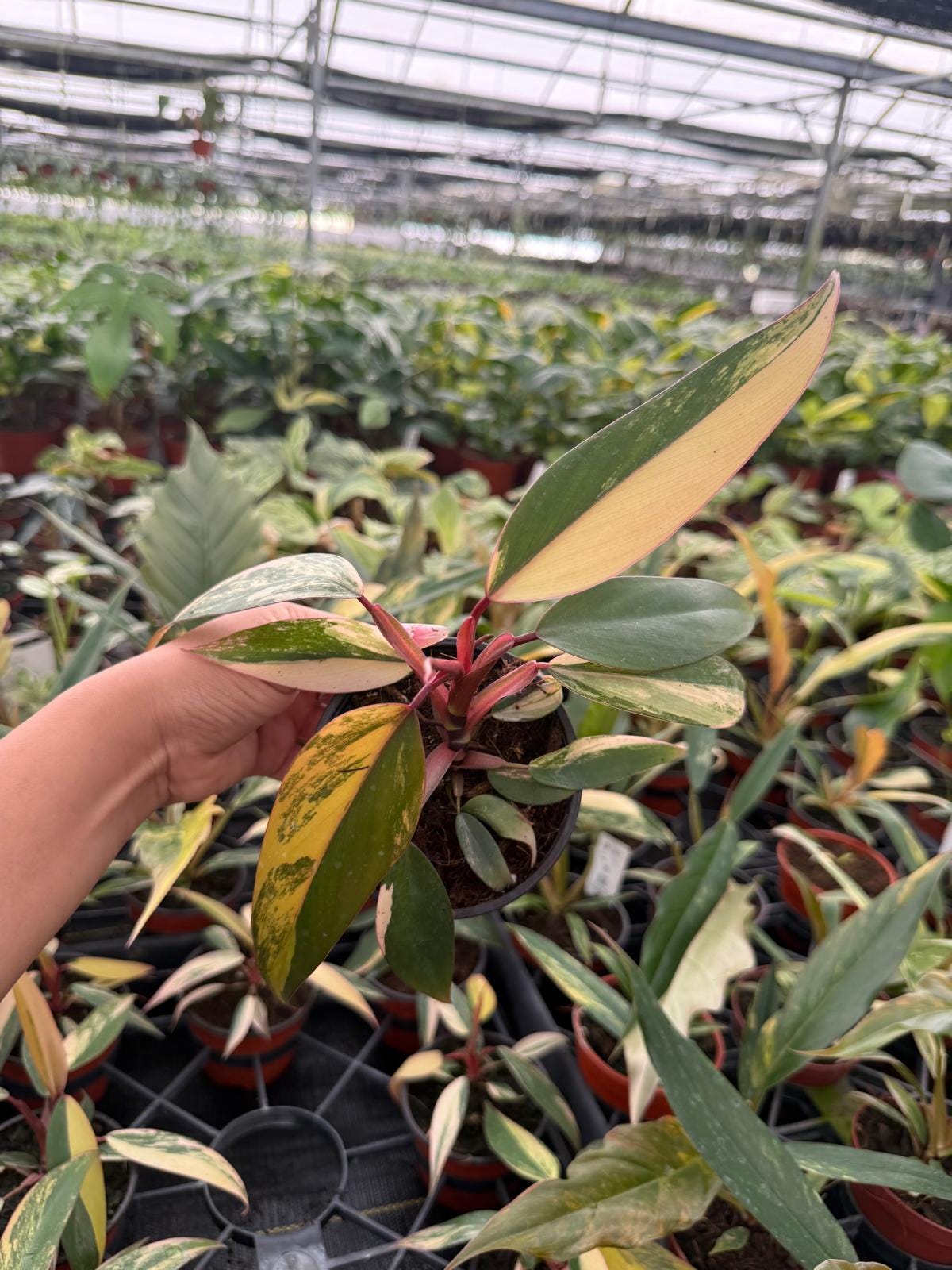 4" Pot Philodendron Strawberry Shake Plant – Rare Variegated Aroid, Tropical Collector Plant