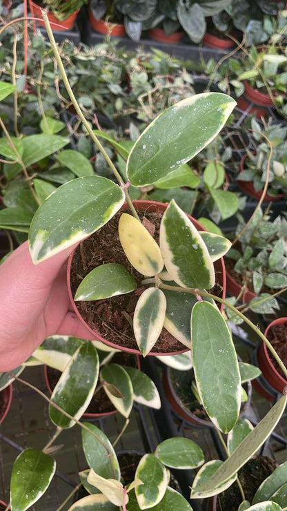 Hoya Acuta Outer Variegate Plant – Rare Variegated Wax Plant, Tropical Trailing Hoya