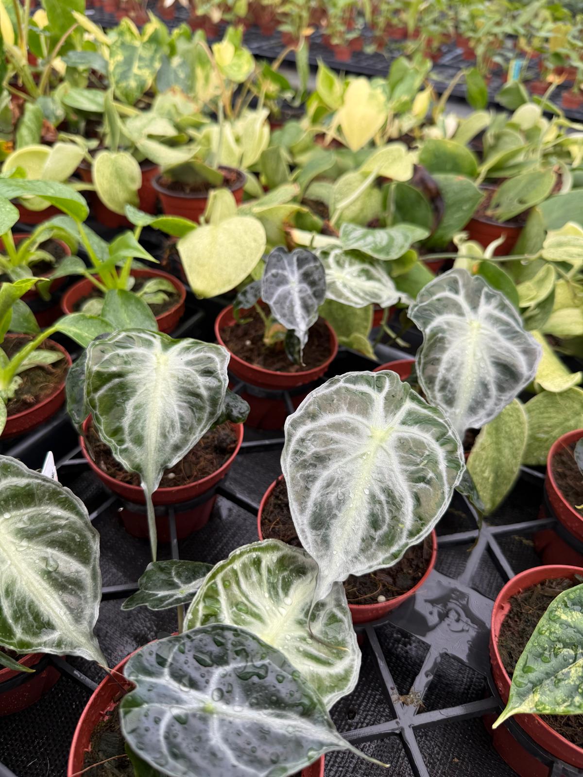 Alocasia ‘Venom’ Live Plant – Rare Tropical Elephant Ear, Bold Veined Indoor Houseplant, Collector Aroid